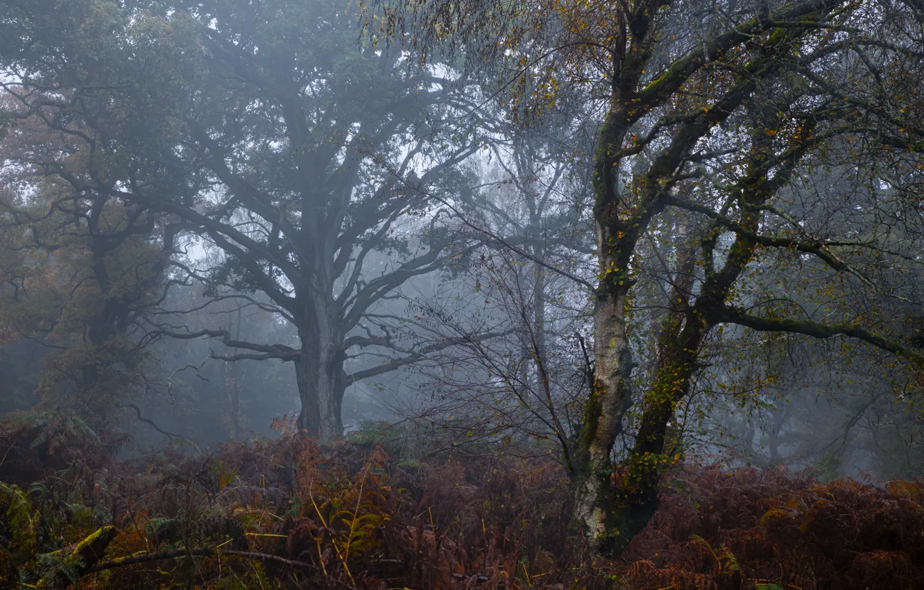 Фото обои лес, деревья, природа, туман, папоротники, Великобритания, Great Britain, Savernake Forest
