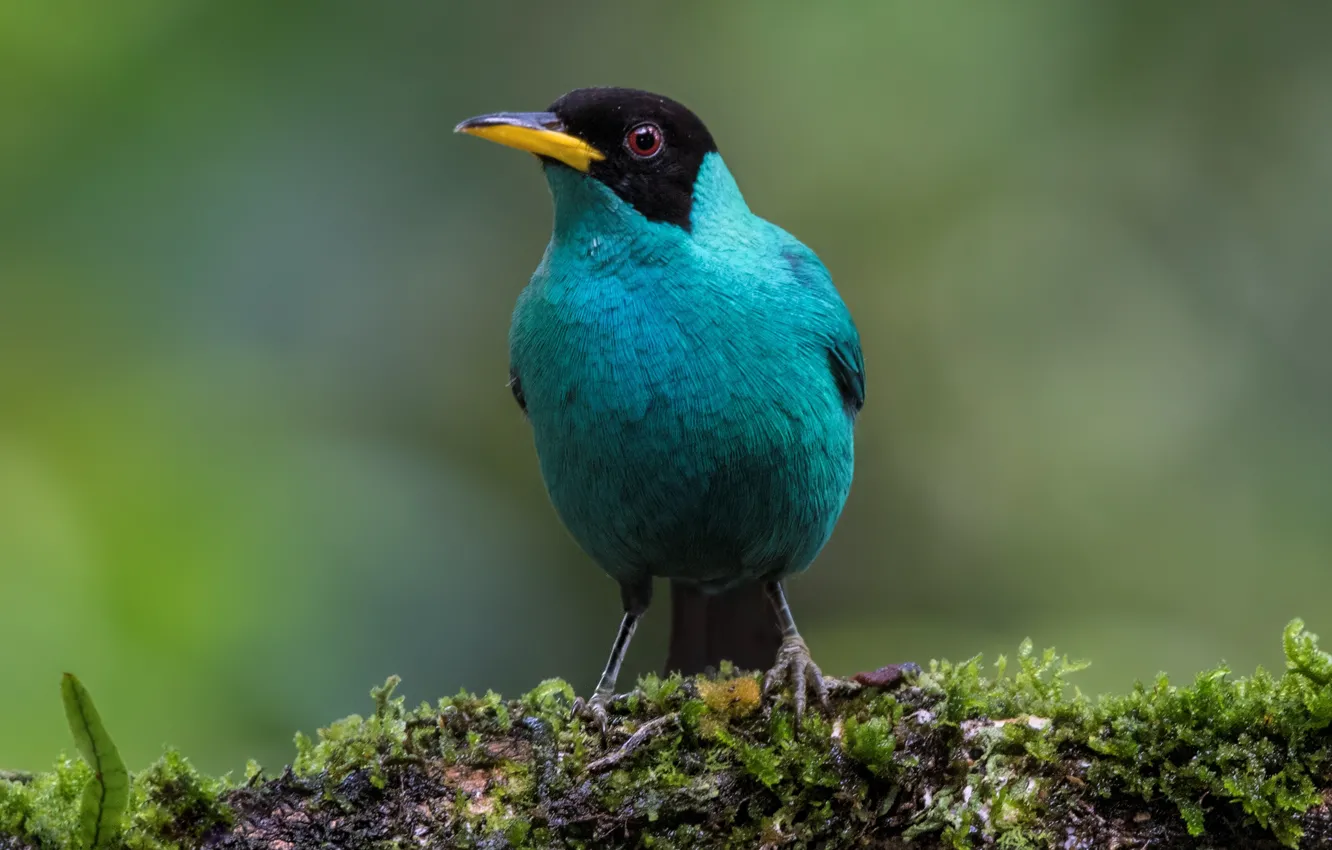 Фото обои птицы, самец, танагровые, зелёный саи