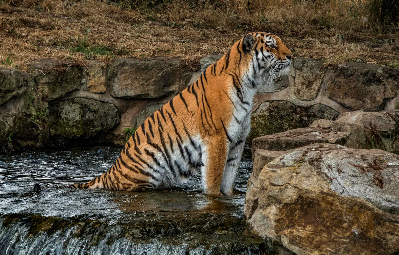 Фото обои взгляд, природа, тигр, камни, водопад, сидит, дикая кошка, зоопарк