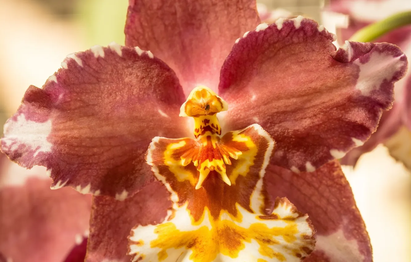 Фото обои цветок, макро, красный, жёлтый, лепестки, орхидея