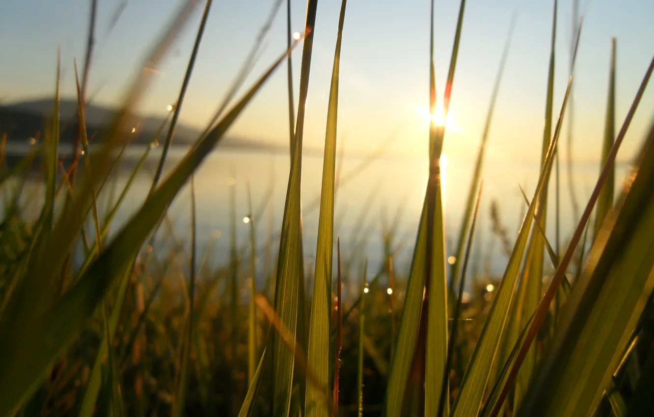 Фото обои зелень, трава, солнце, лучи, счастье, свежесть, озеро, роса