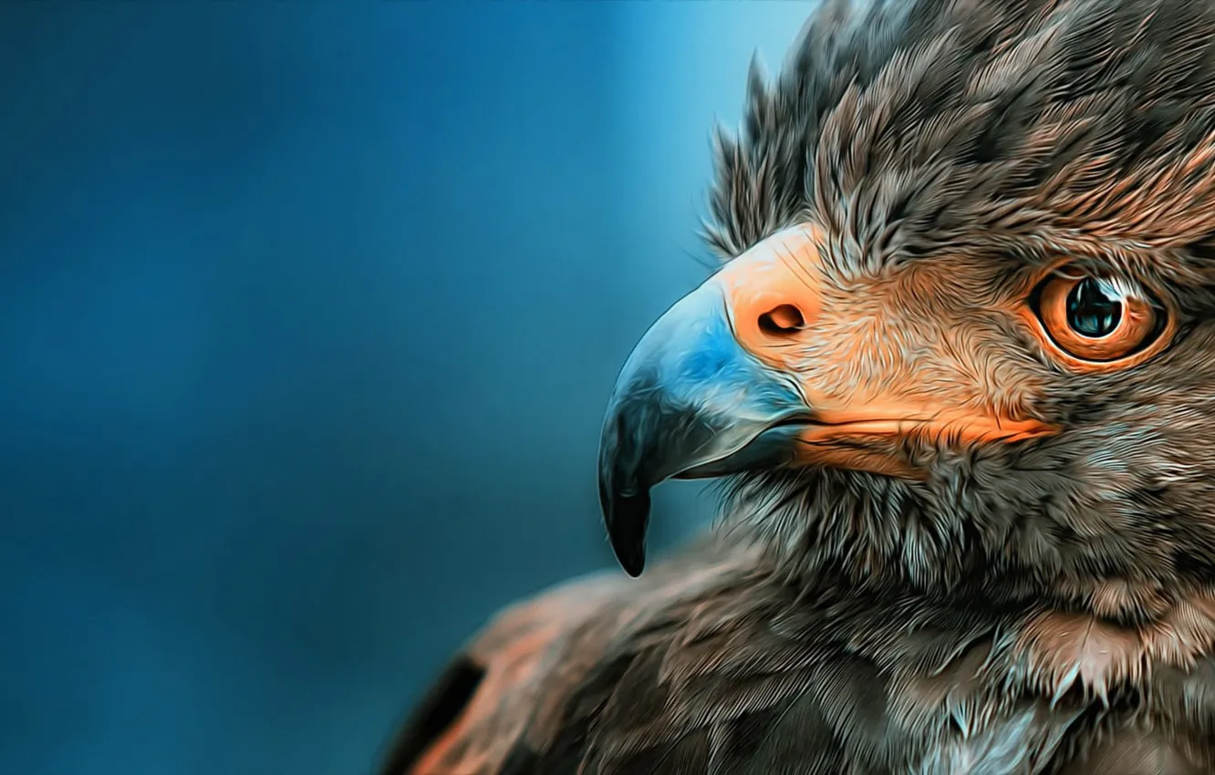 Фото обои nature, eagle, vertebrate, one animal, brown short-beaked bird