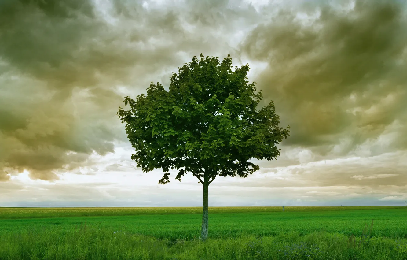 Фото обои поле, облака, дерево, буря, горизонт