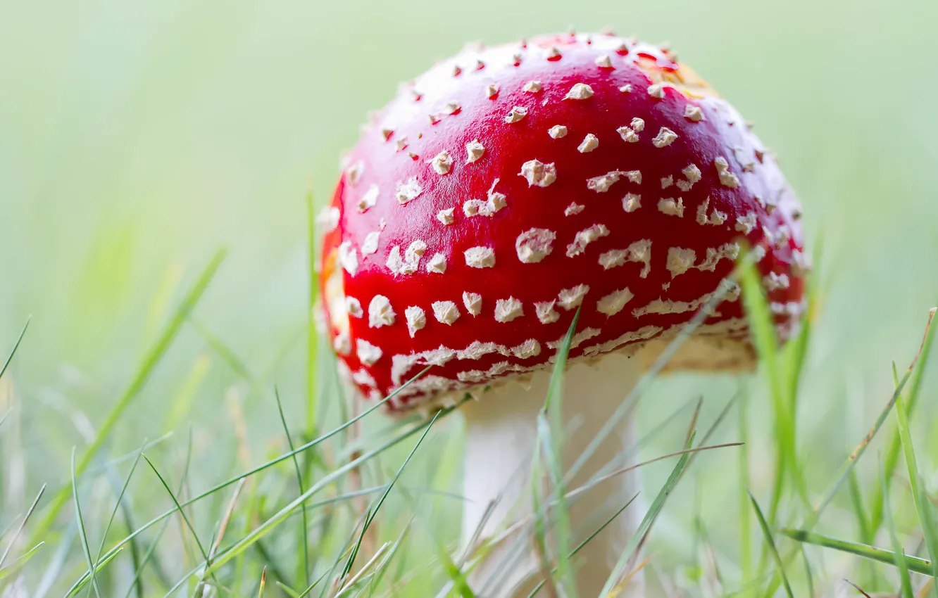 Фото обои трава, макро, грибы, мухомор