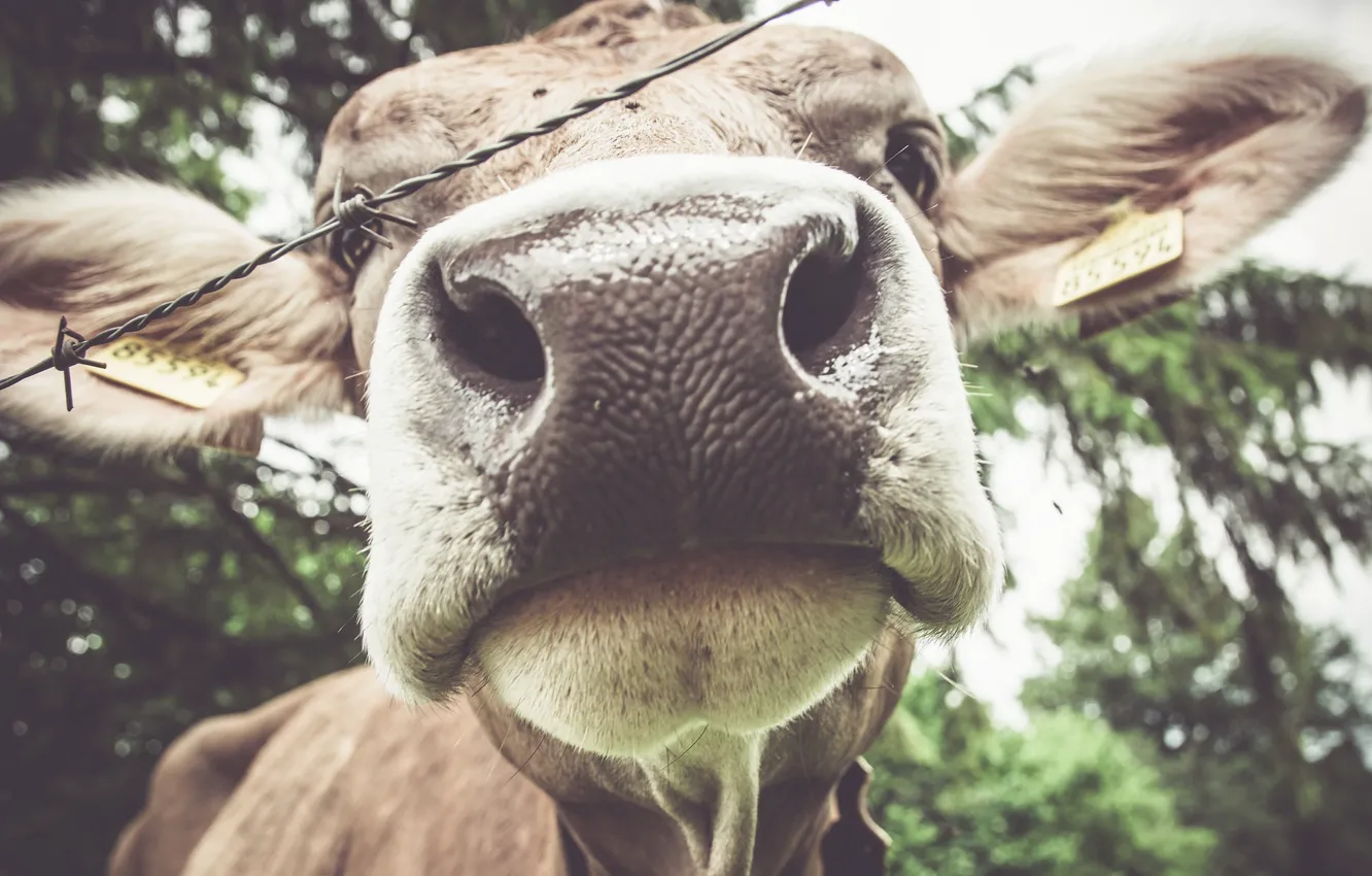 Фото обои природа, коровы, скот