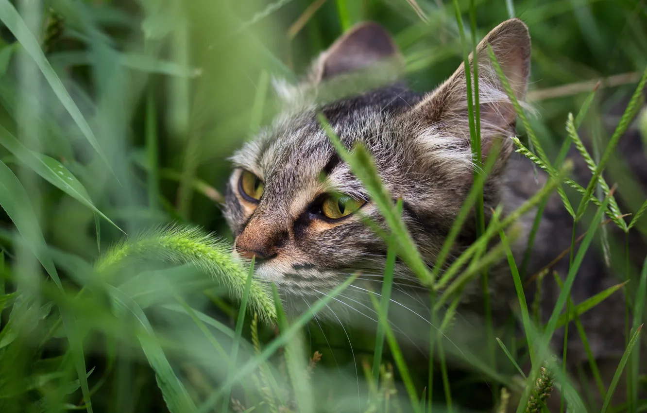 Фото обои поле, кошка, лето, трава, кот, взгляд, морда, природа