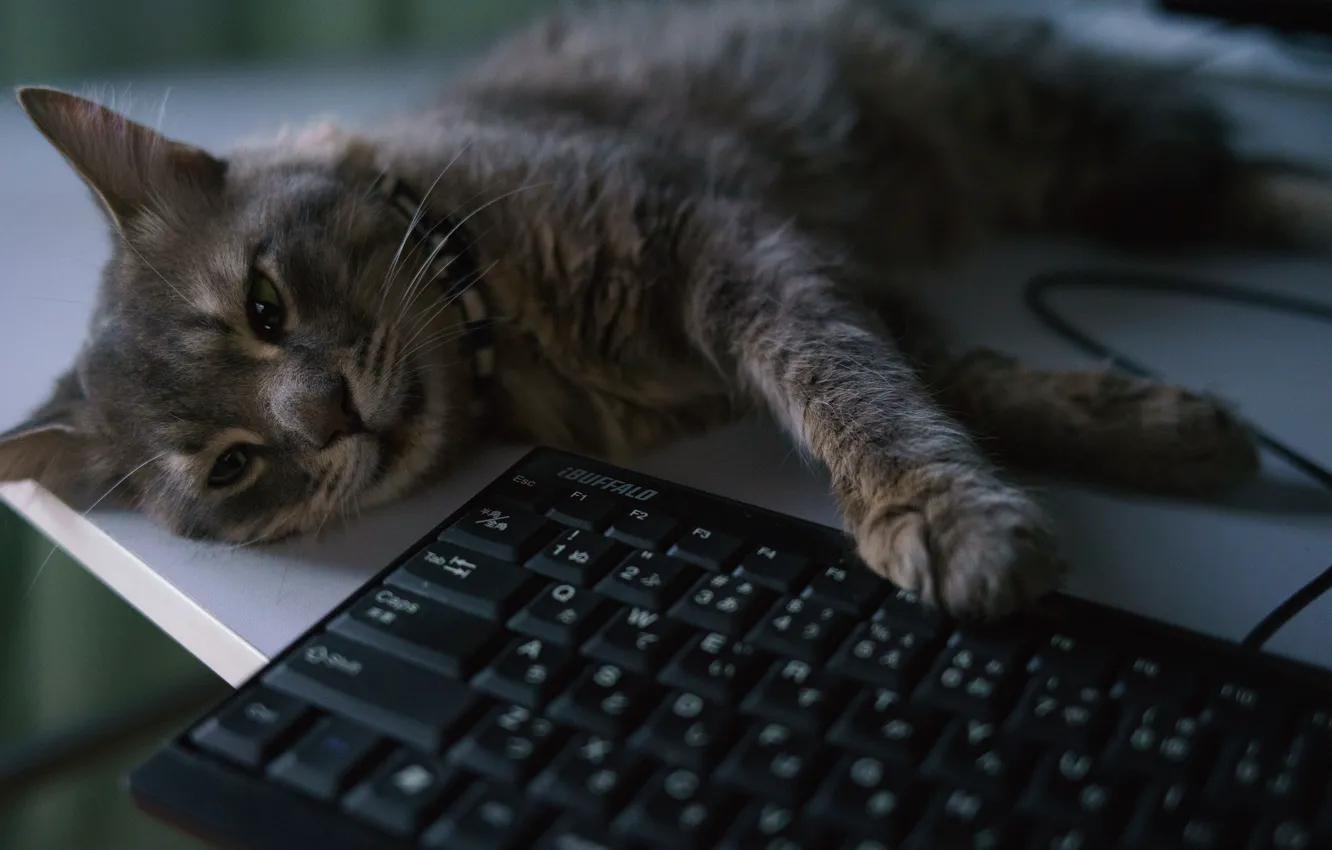 Фото обои кот, лежит, клавиатура