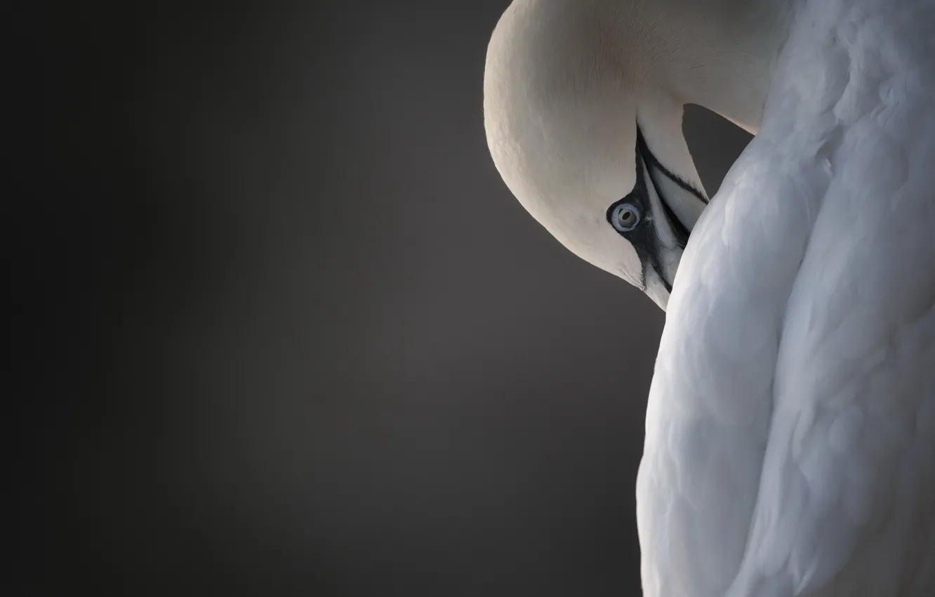 Фото обои природа, птица, Northern Gannet