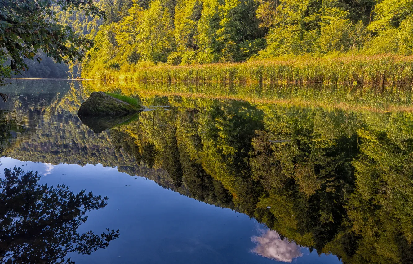 Фото обои вода, деревья, ветки, природа, озеро, отражение, берег, листва