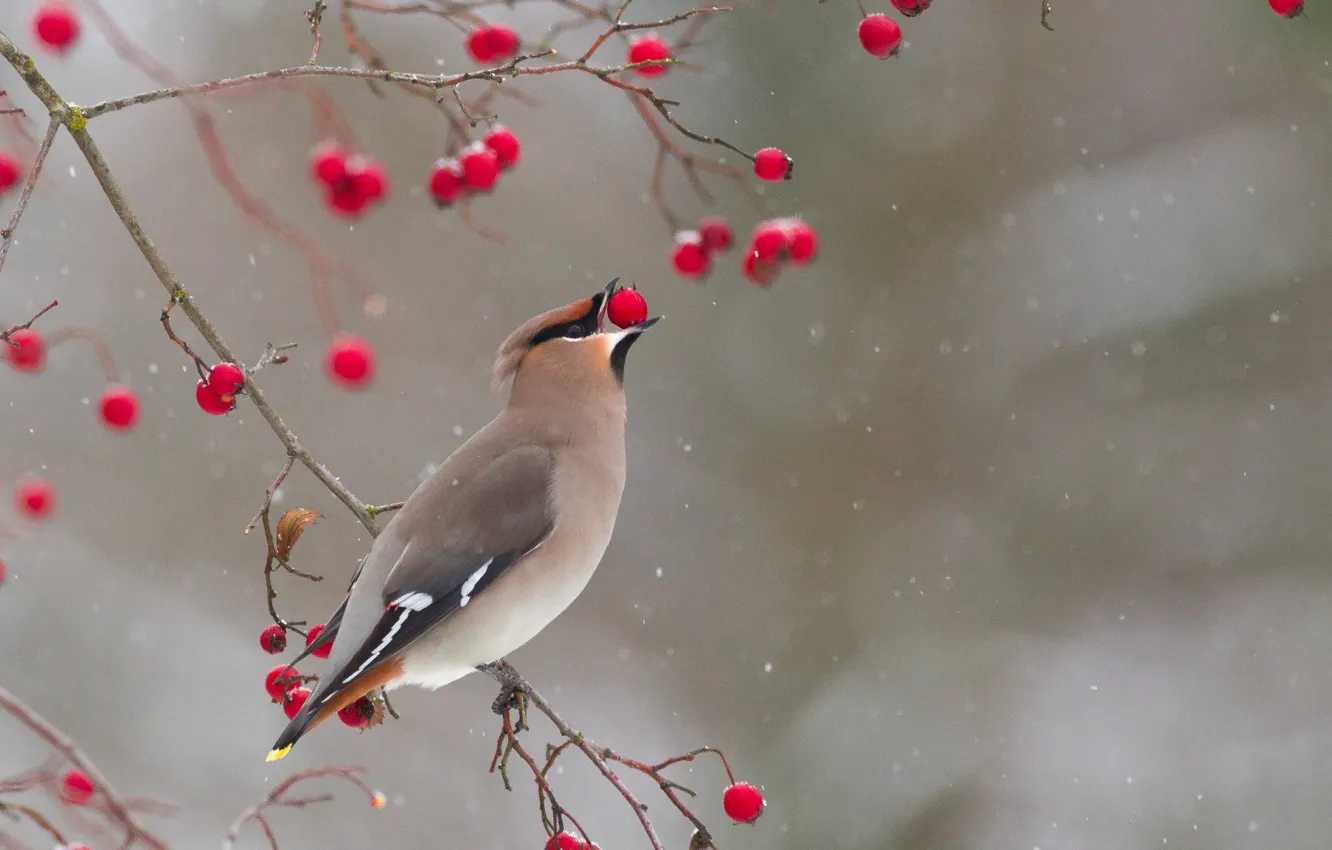 Фото обои зима, ветки, ягоды, птица, свиристель