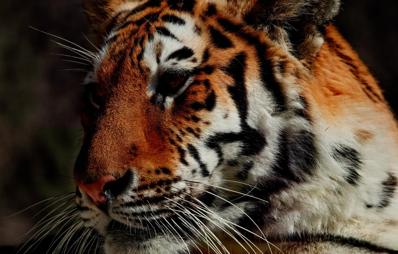 Фото обои морда, тигр, хищник, красавец