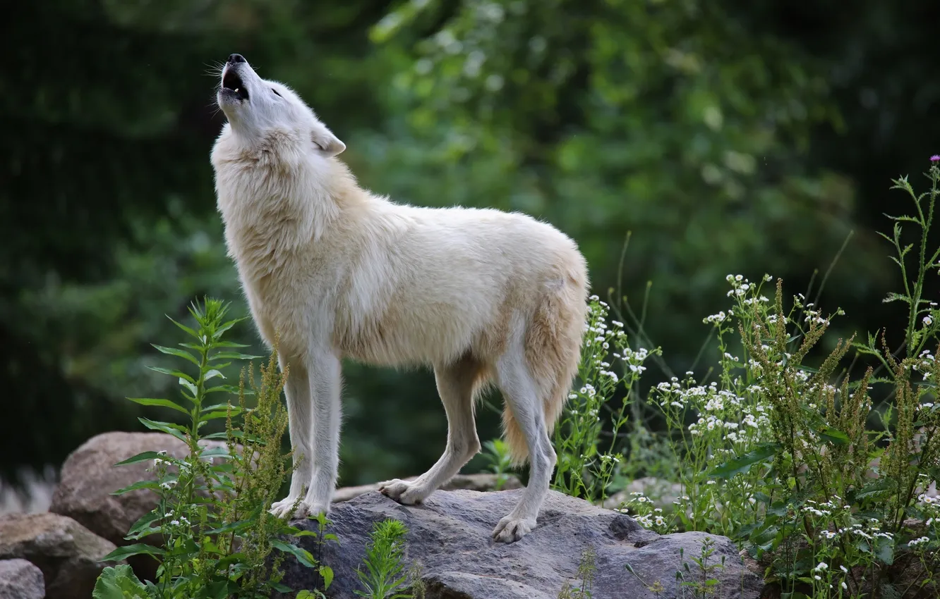 Фото обои хищник, мех, вой, белый волк