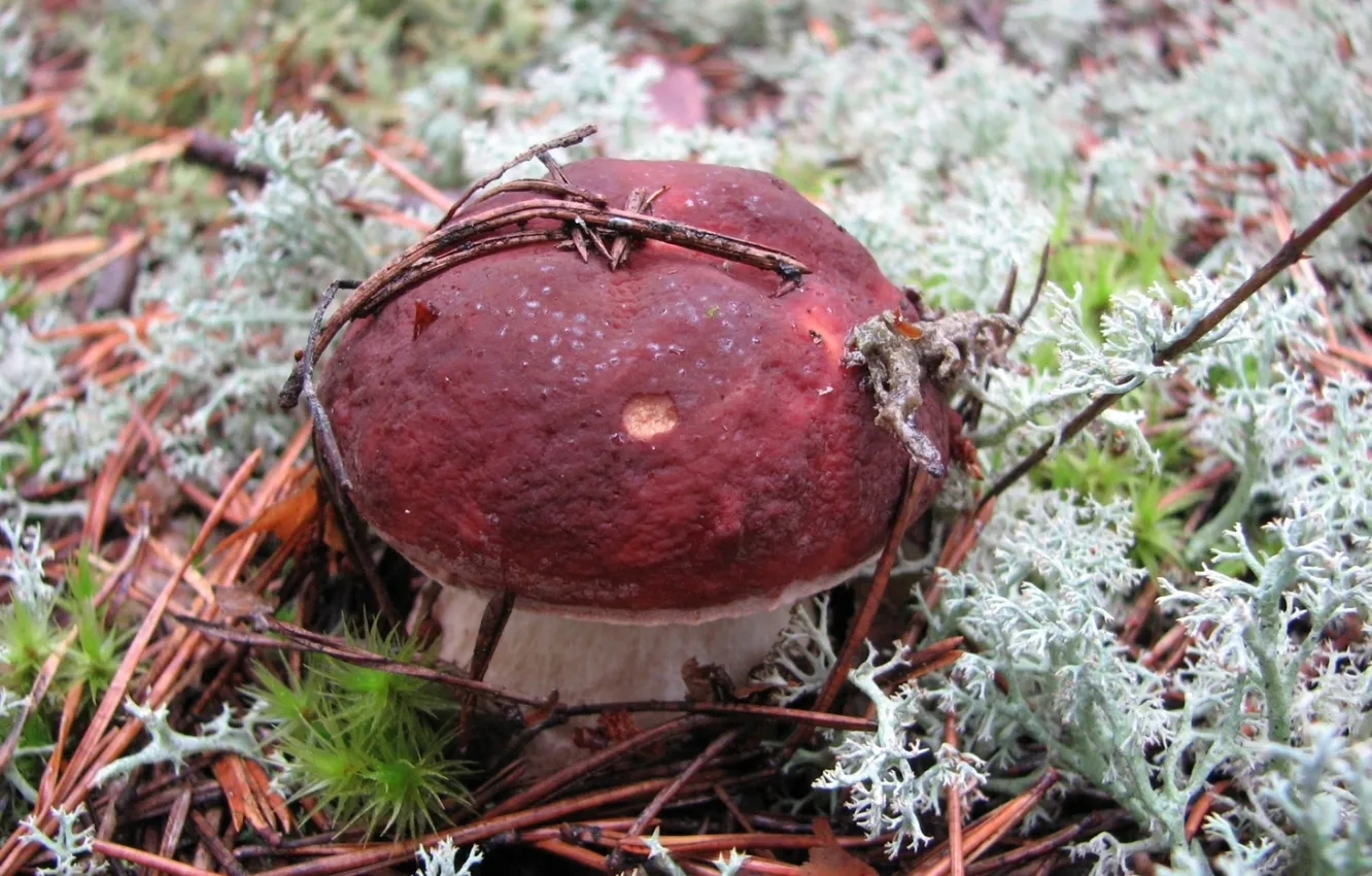 Фото обои гриб, мох, шляпка, боровик