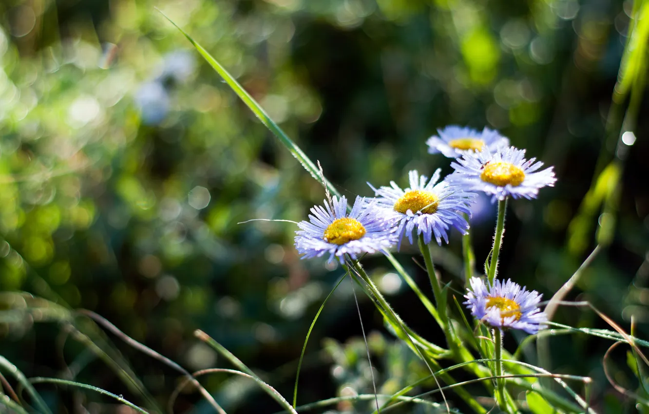 Фото обои лето, цветы, природа, bokeh