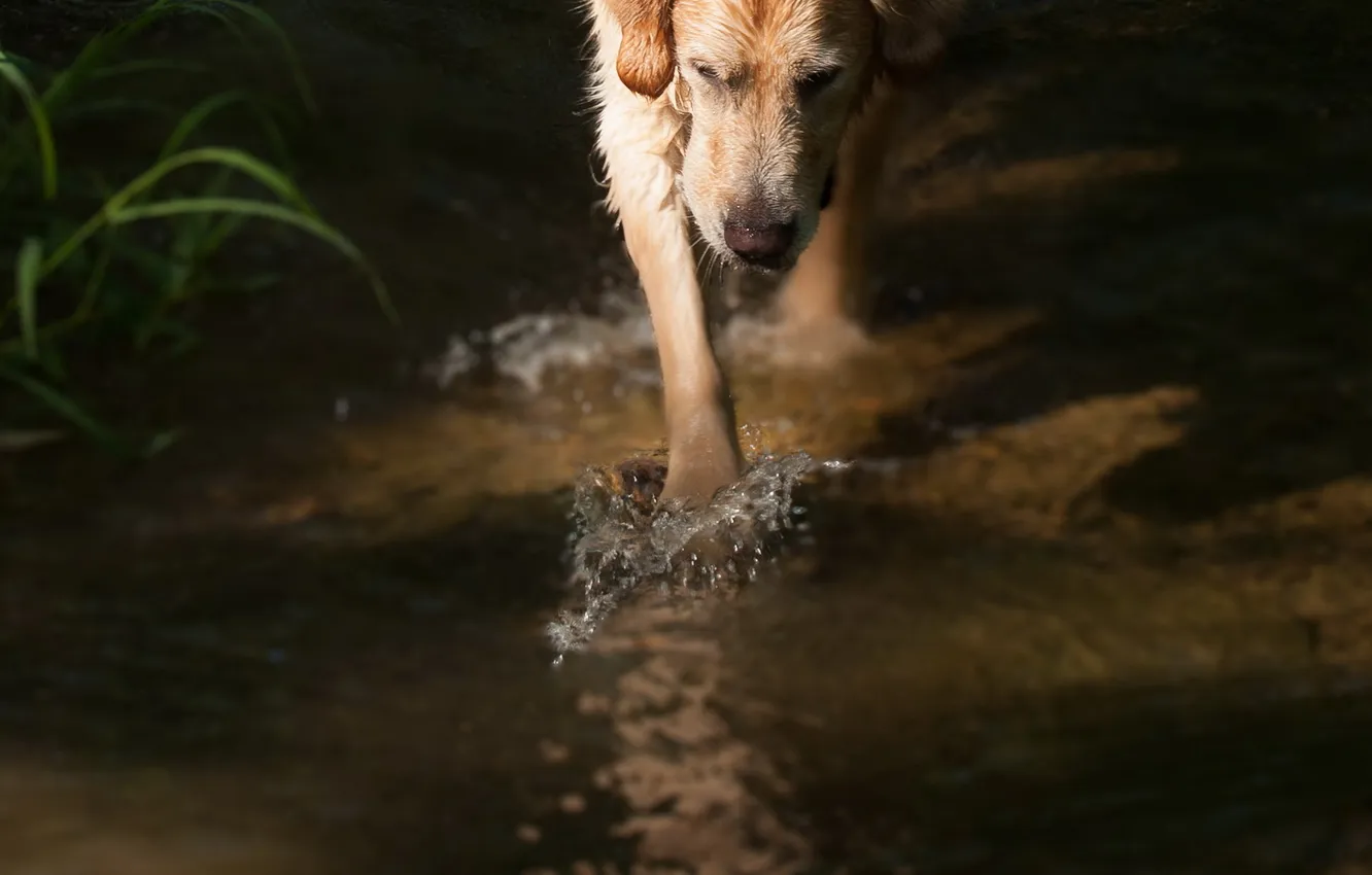 Фото обои вода, фон, собака