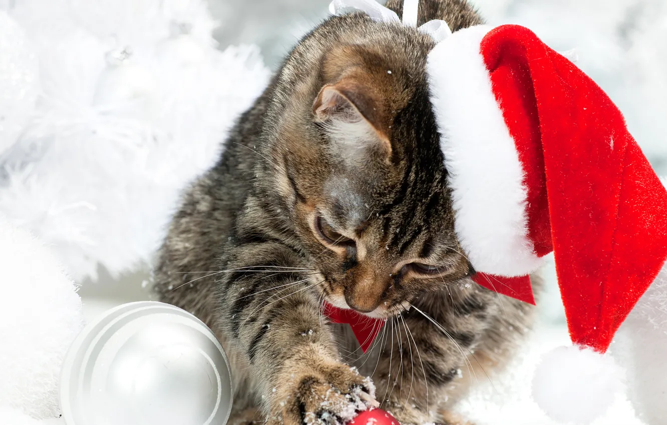 Фото обои зима, кот, снег, шапка, Рождество, Новый год, Christmas, Cats