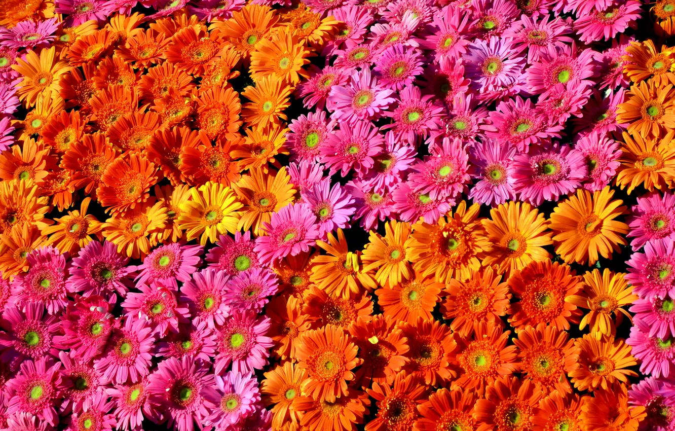 Фото обои герберы, разноцветные, flowers