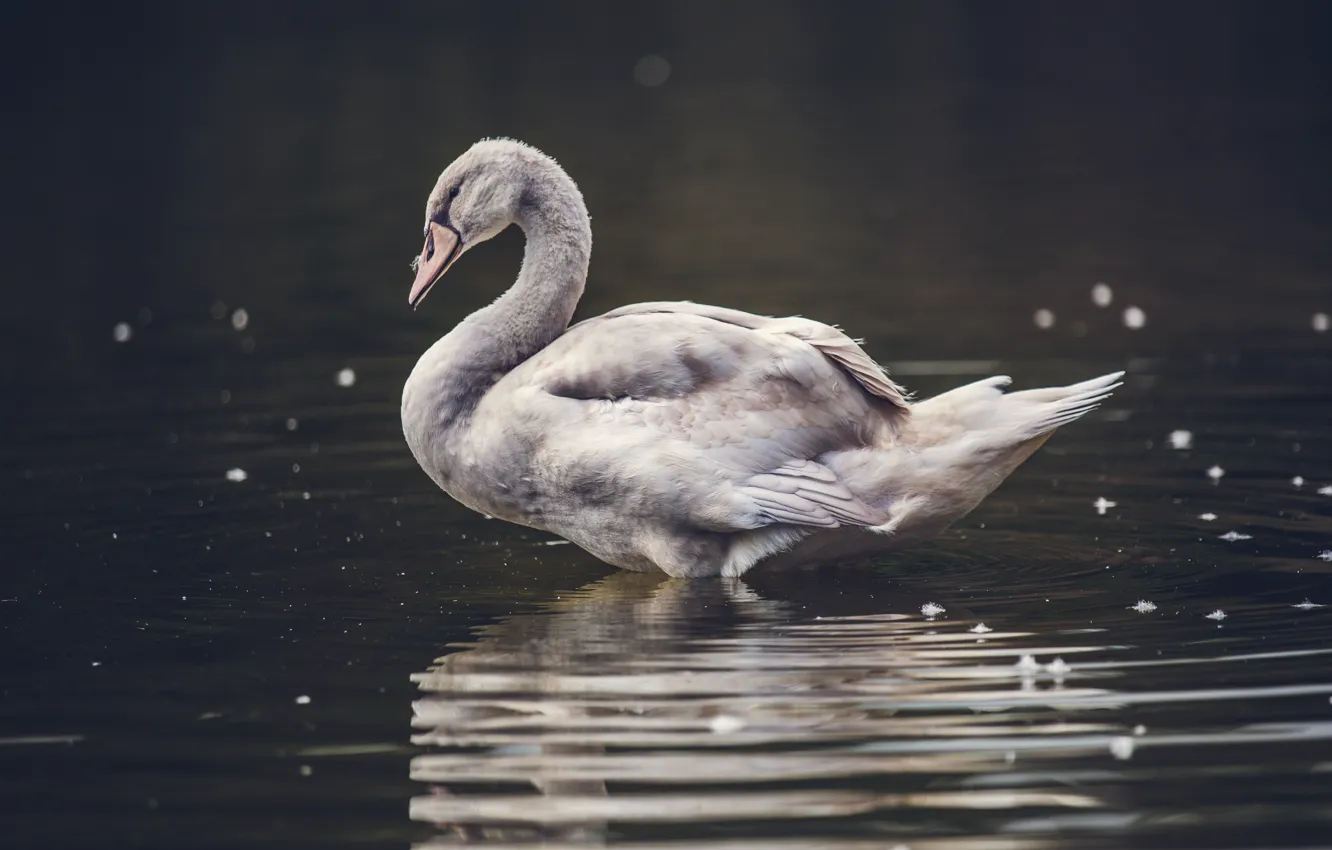 Фото обои bird, water, feathers, bokeh, animal, pond, goose