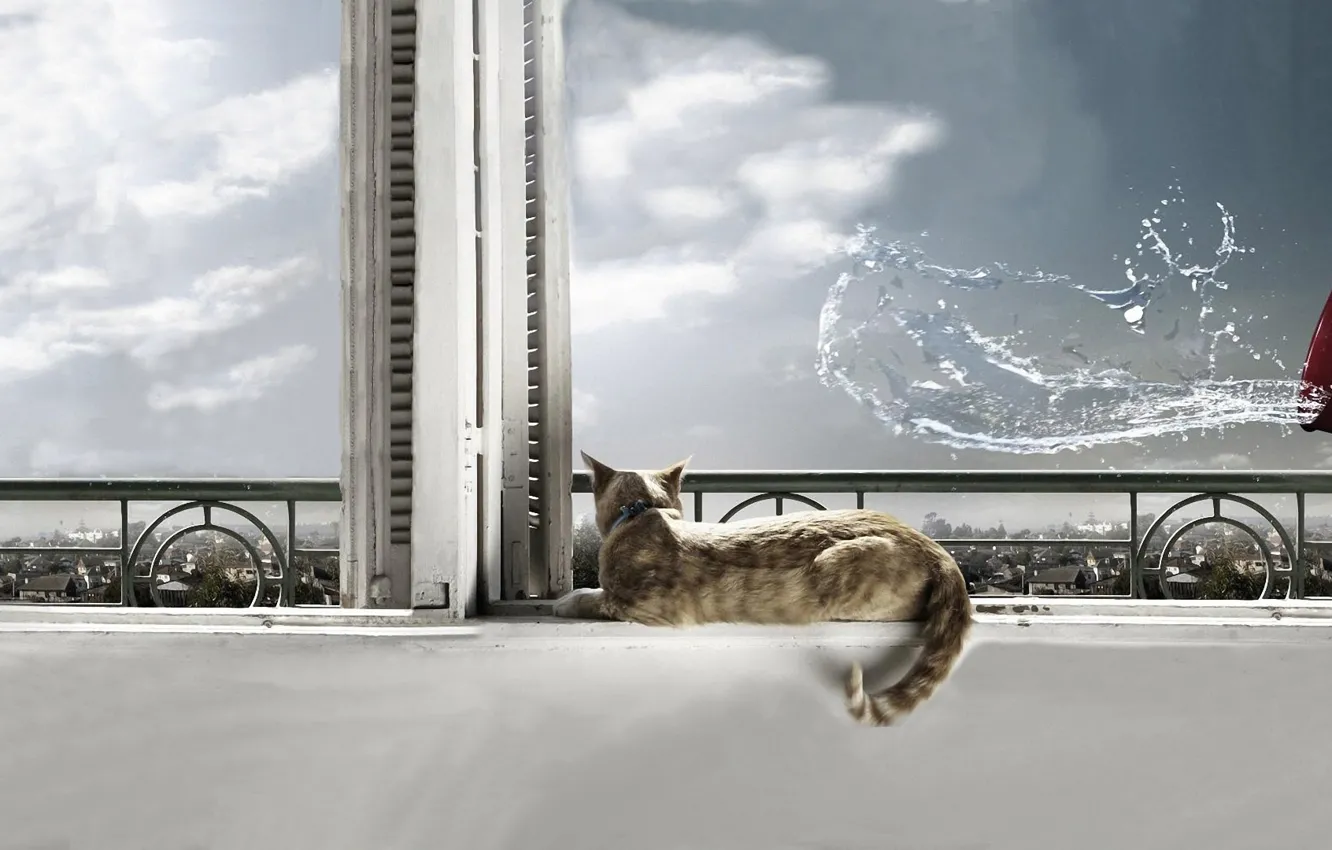 Фото обои кот, вода, окно, cat