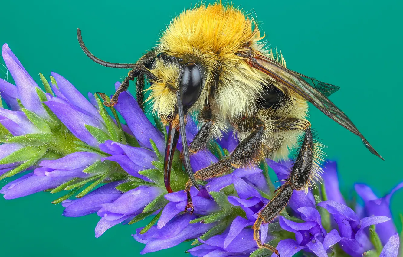 Фото обои макро, цветы, желтый, зеленый, пчела, фон, шерсть, насекомое