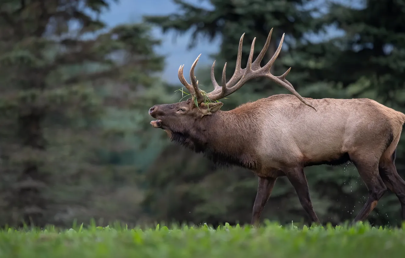 Фото обои лес, трава, морда, природа, поляна, олень, ели, рога
