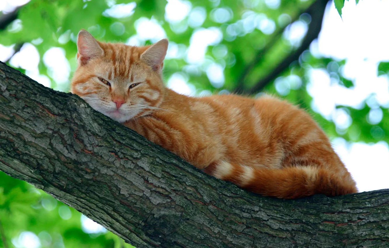 Фото обои кот, листья, ветки, природа, рыжий, лежит, отдыхает, на дереве