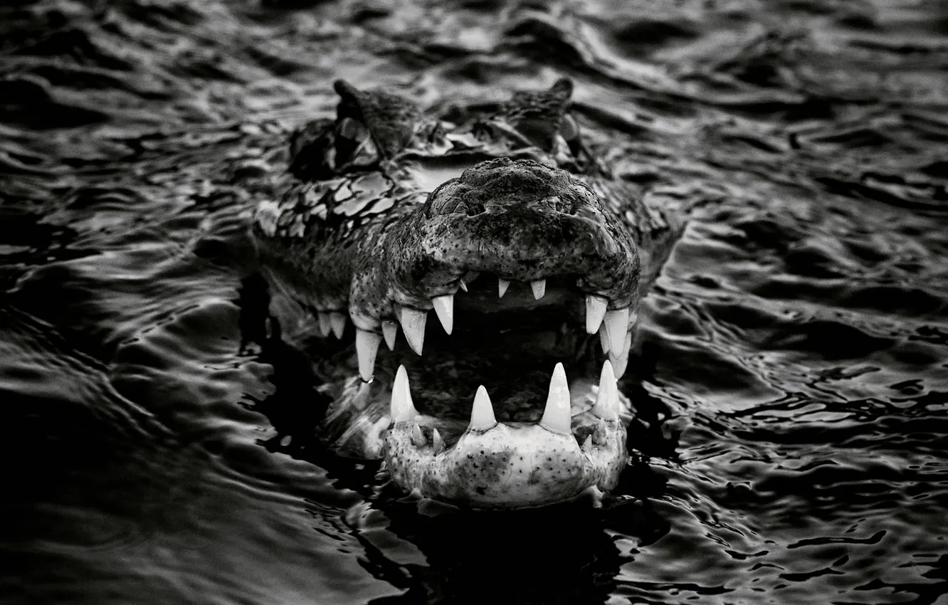 Фото обои water, crocodile, teeth