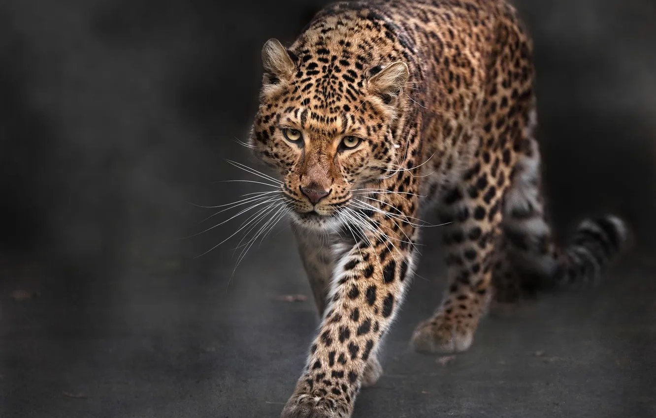 Фото обои Леопард, хищник, большая кошка