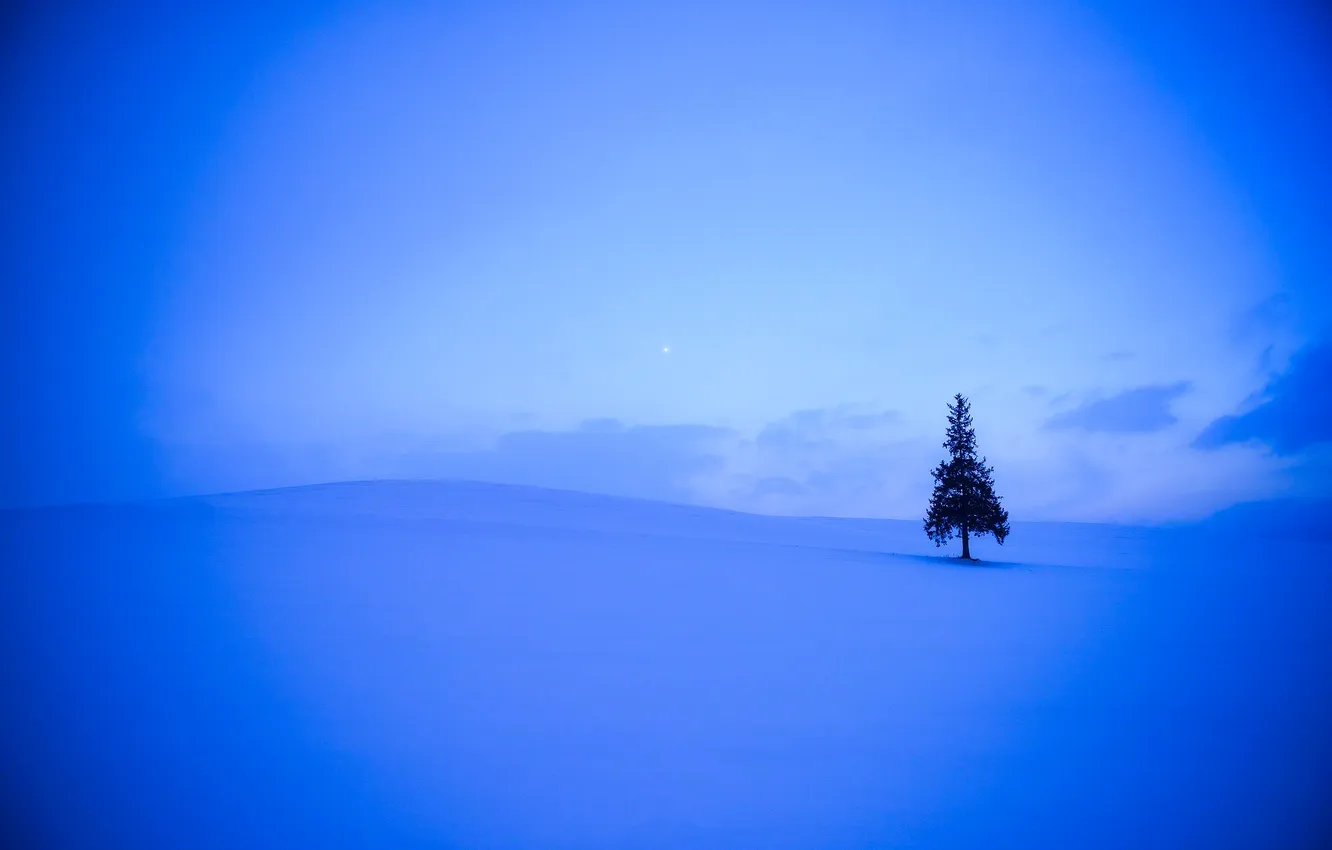 Фото обои зима, поле, небо, облака, снег, дерево, холмы