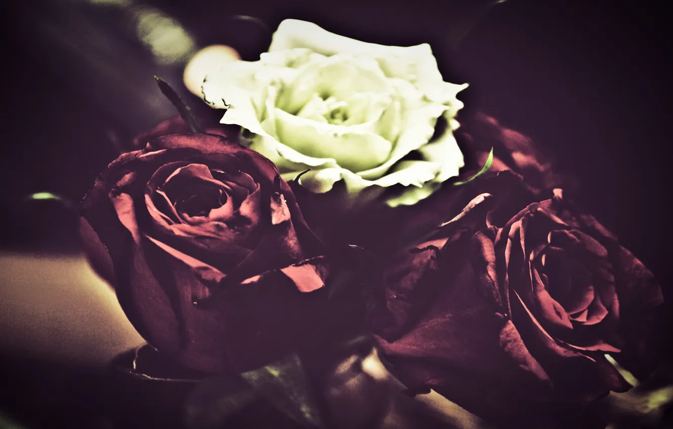 Фото обои цветы, розы, красные, белые