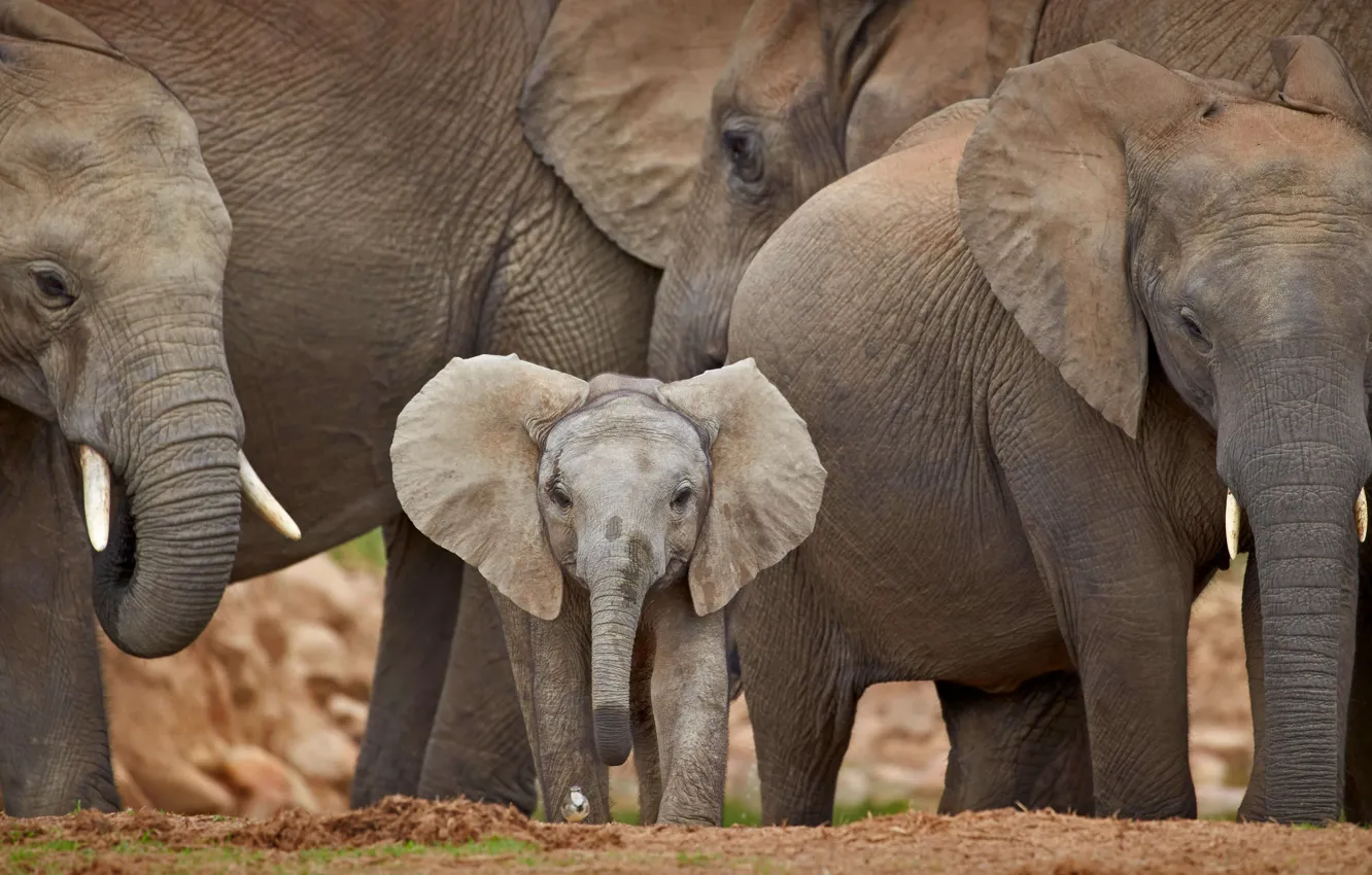 Фото обои Африка, слоны, ЮАР, стадо, слонёнок, Addo Elephant National Park