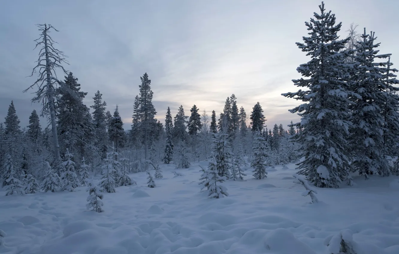 Фото обои зима, лес, снег, деревья, Финляндия, Лапландия