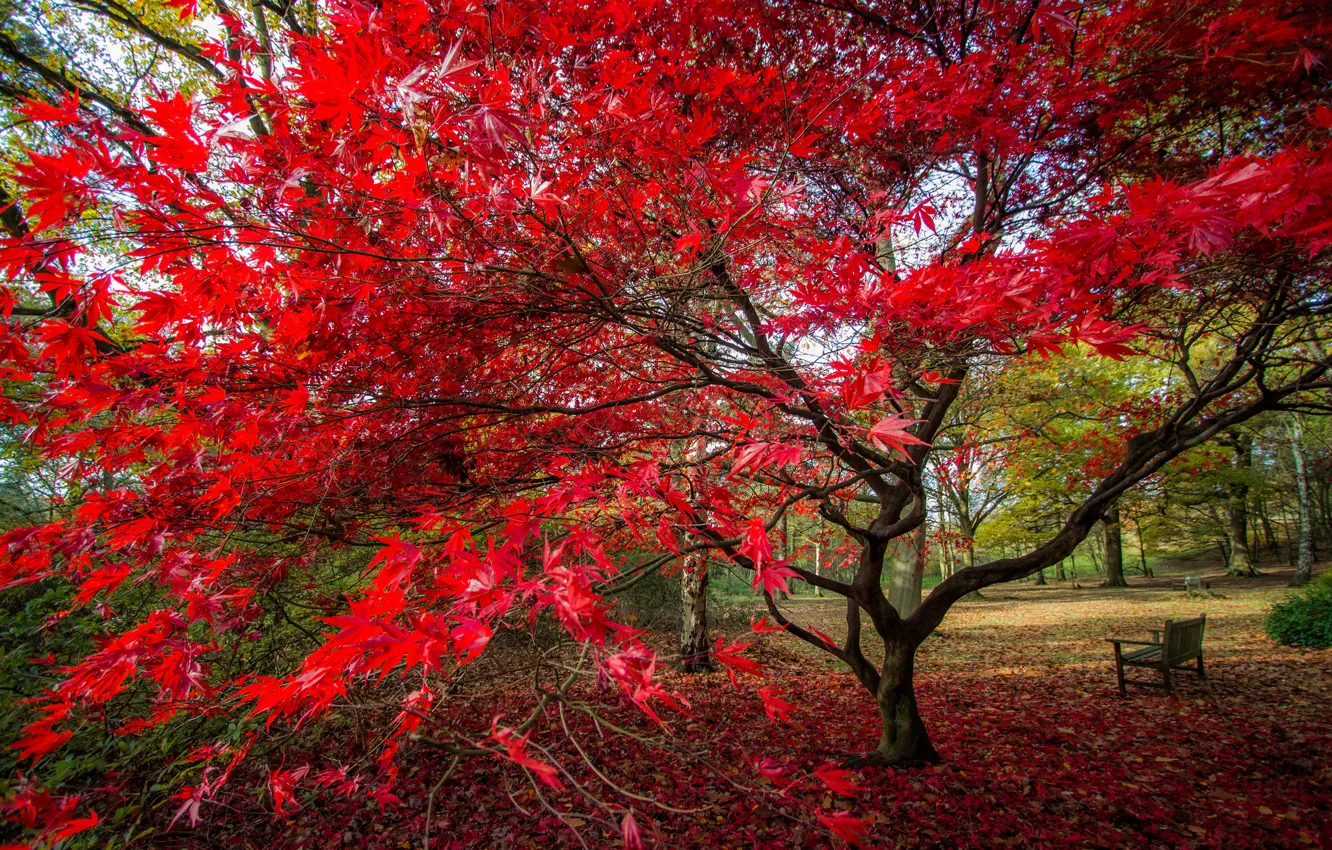 Фото обои осень, листья, парк, дерево, скамья, багрянец