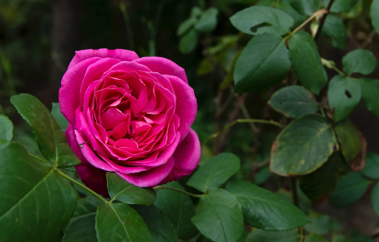 Фото обои Роза, Rose, Розовая роза, Pink rose