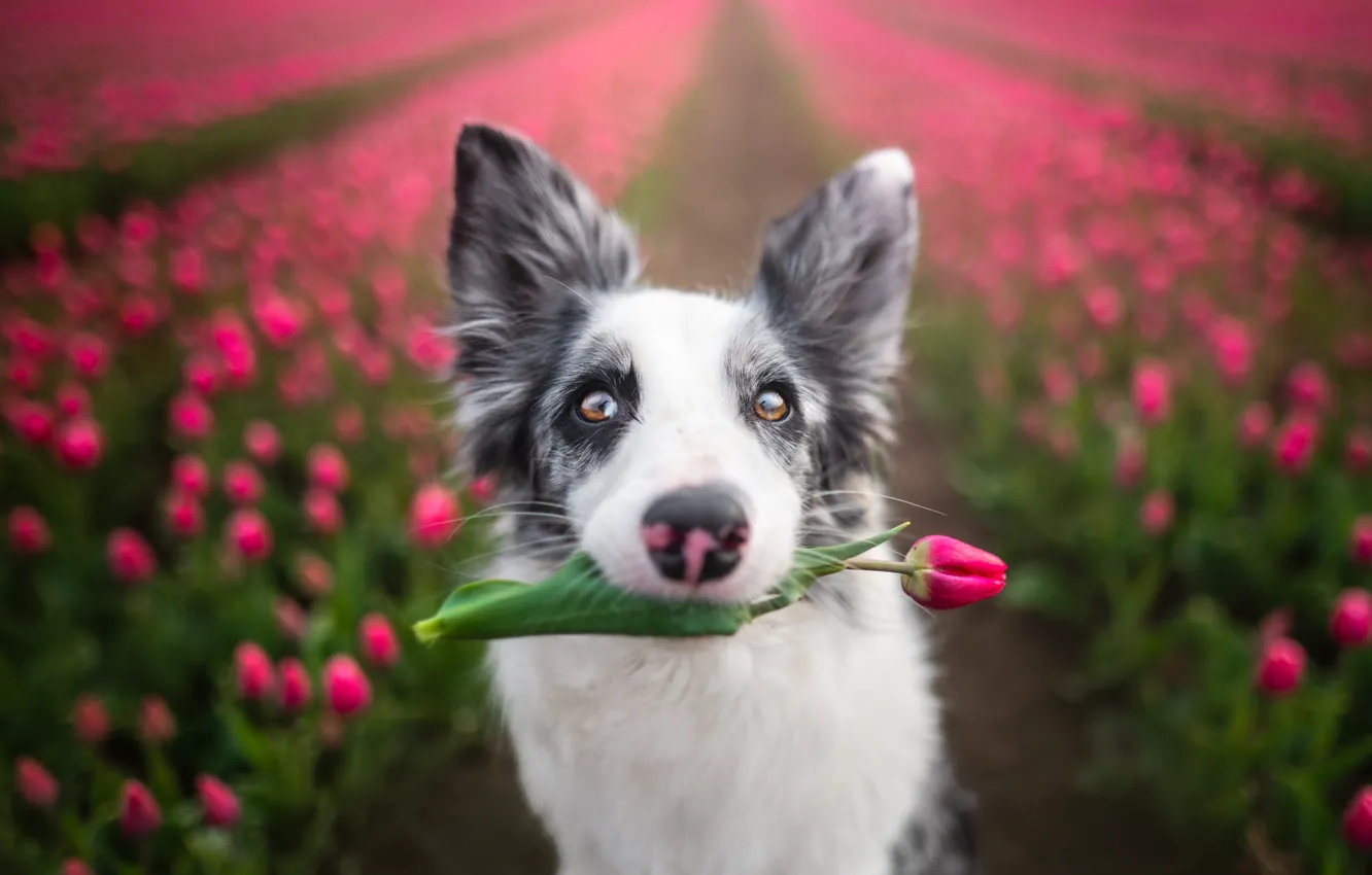 Фото обои поле, цветок, цветы, природа, собака, тюльпаны, пёс, бордер-колли