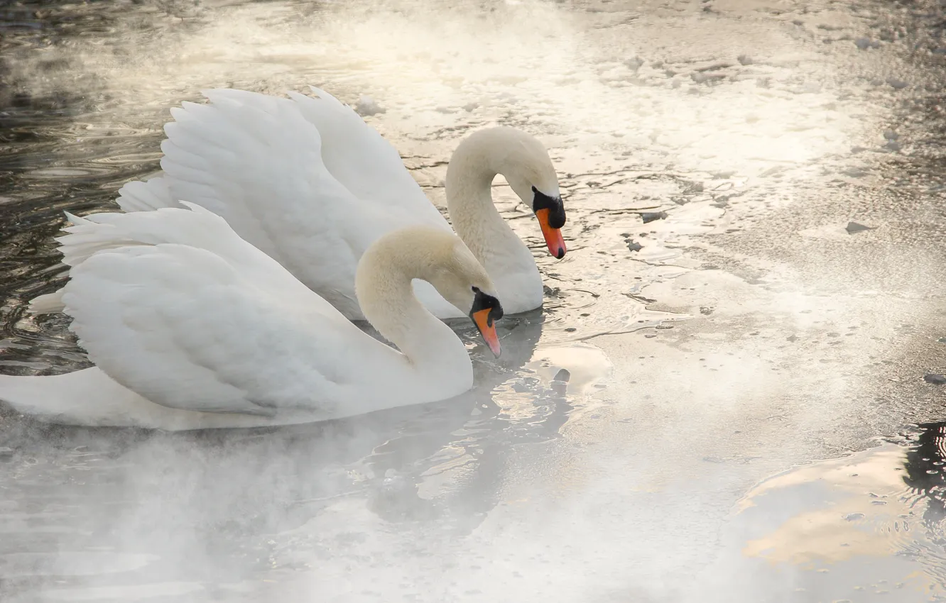 Фото обои вода, птицы, туман, пара, пар, дымка, белые, лебеди