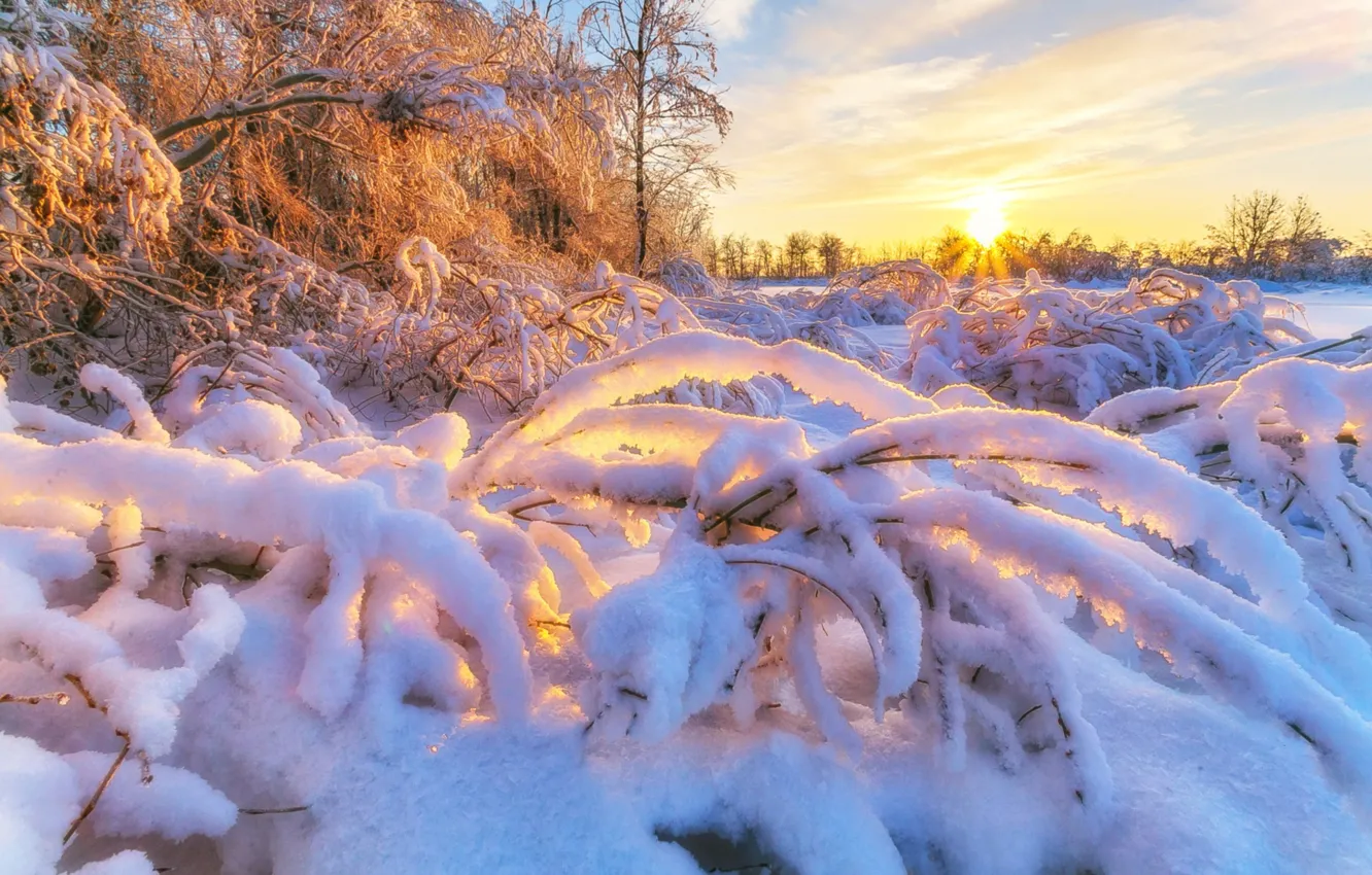 Фото обои зима, солнце, снег, деревья, ветки