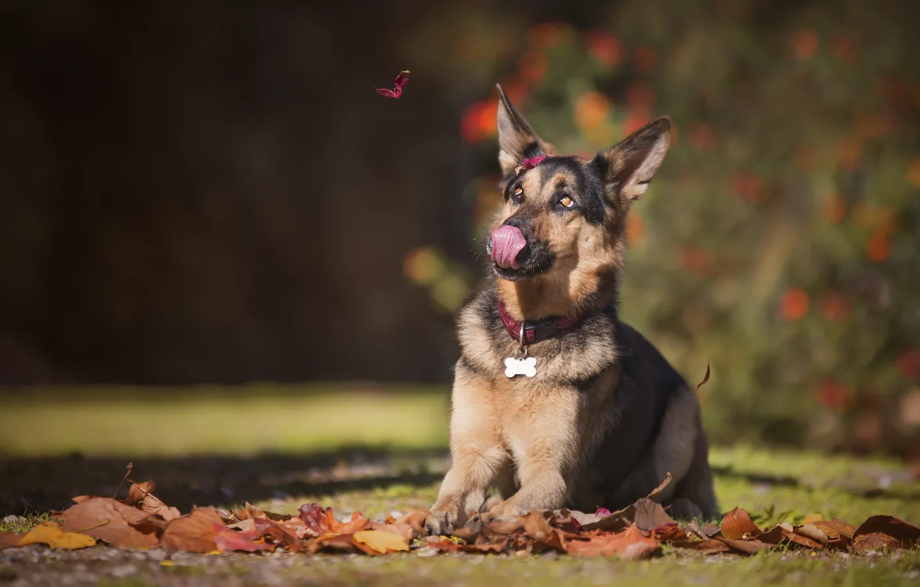 Фото обои осень, язык, листья, собака, овчарка