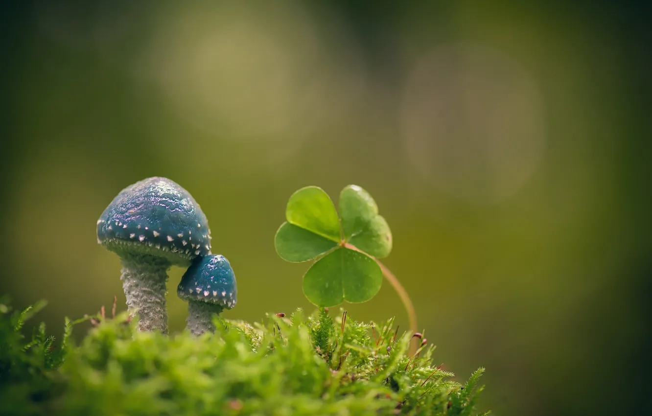 Фото обои макро, фон, грибы, мох, листики, кислица, Строфария сине-зелёная