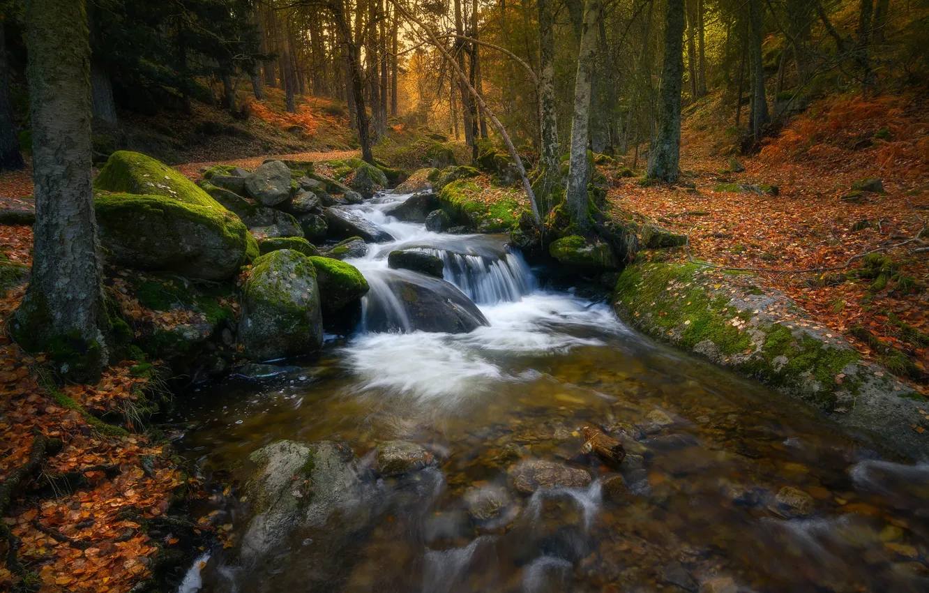 Фото обои осень, лес, деревья, природа, камни, течение, листва, водопад