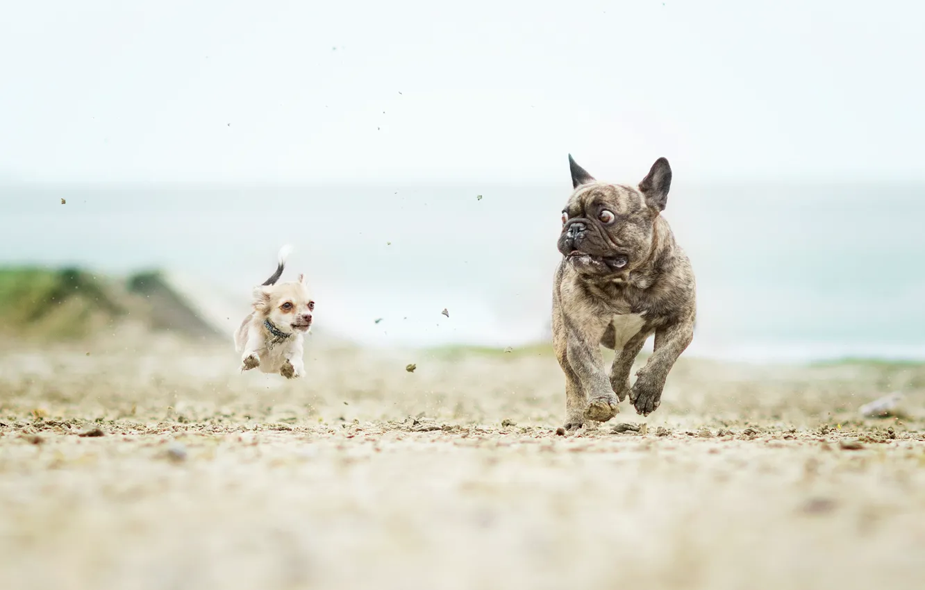 Фото обои собаки, чихуахуа, французский бульдог, догонялки, ужас в глазах