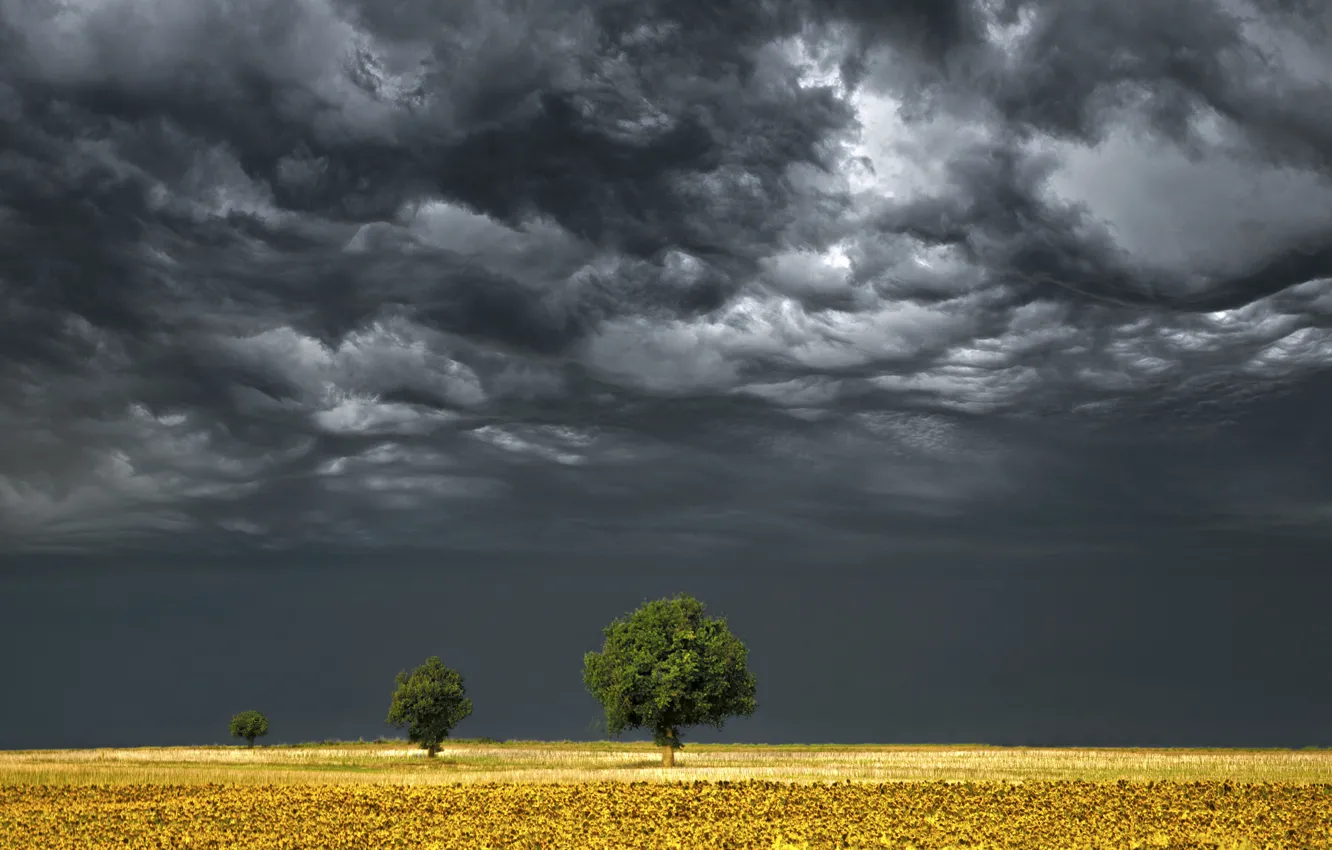 Фото обои поле, деревья, буря, горизонт, серые облака