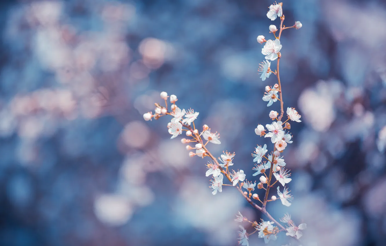 Фото обои макро, цветы, ветки, синий, фон, лепестки, Деревья, размытость