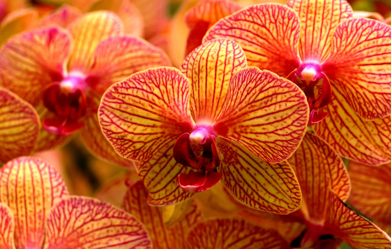 Фото обои макро, лепестки, орхидеи, Фаленопсис