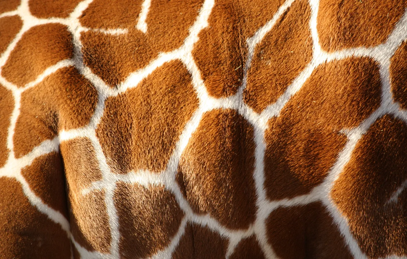 Фото обои white, pattern, color, giraffe, Brown, skin