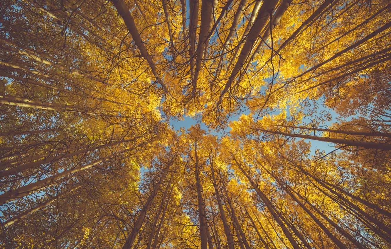 Фото обои осень, небо, листья, осина