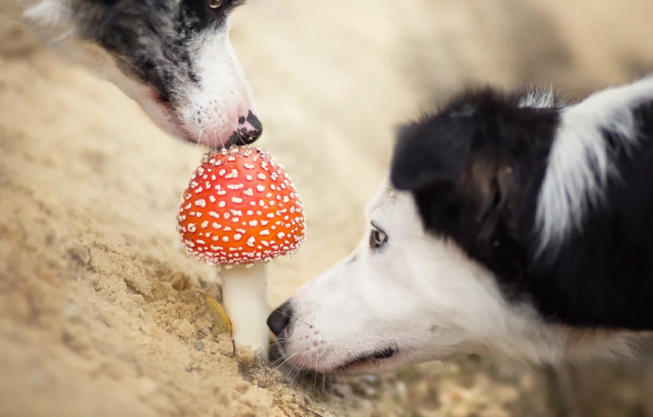 Фото обои собаки, фон, гриб