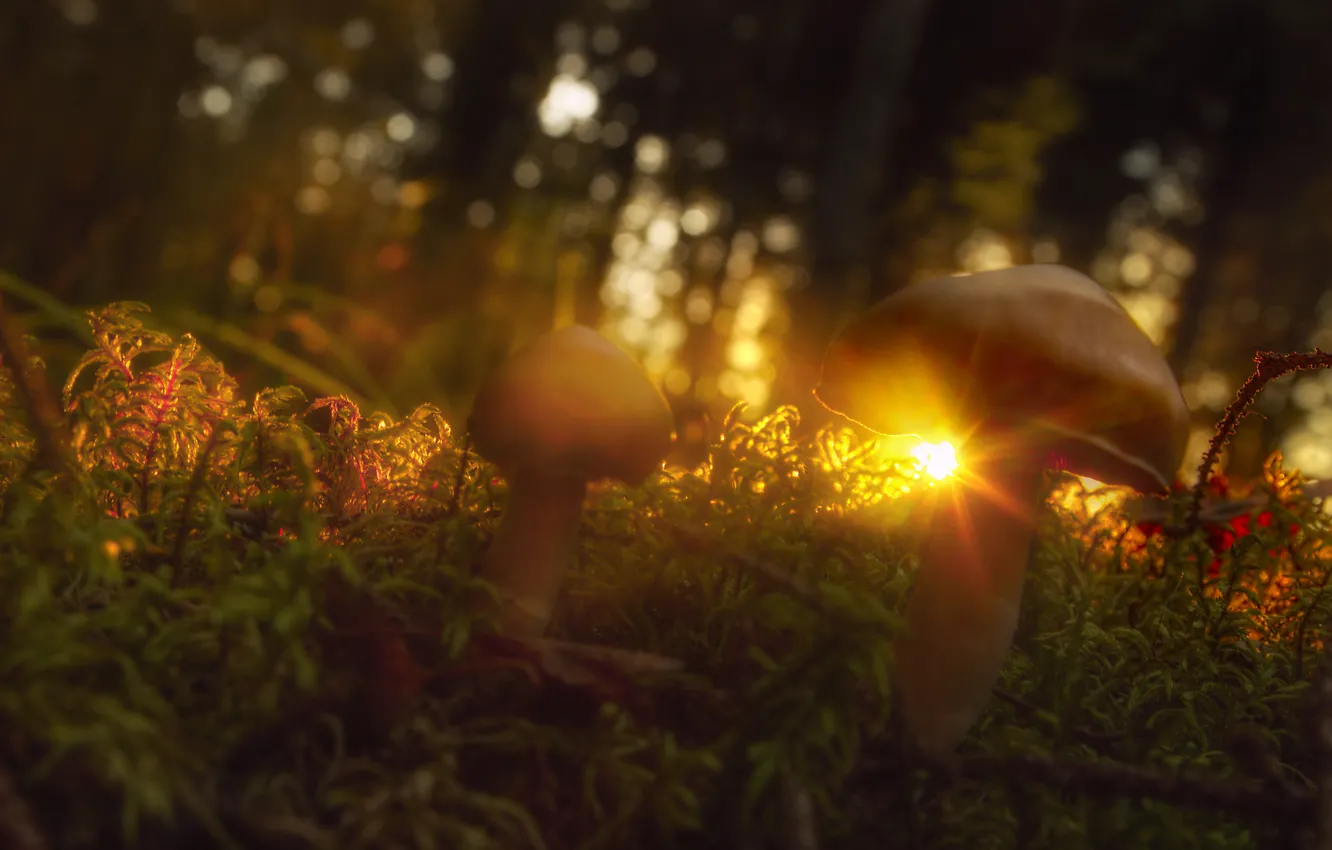 Фото обои трава, солнце, лучи, грибы