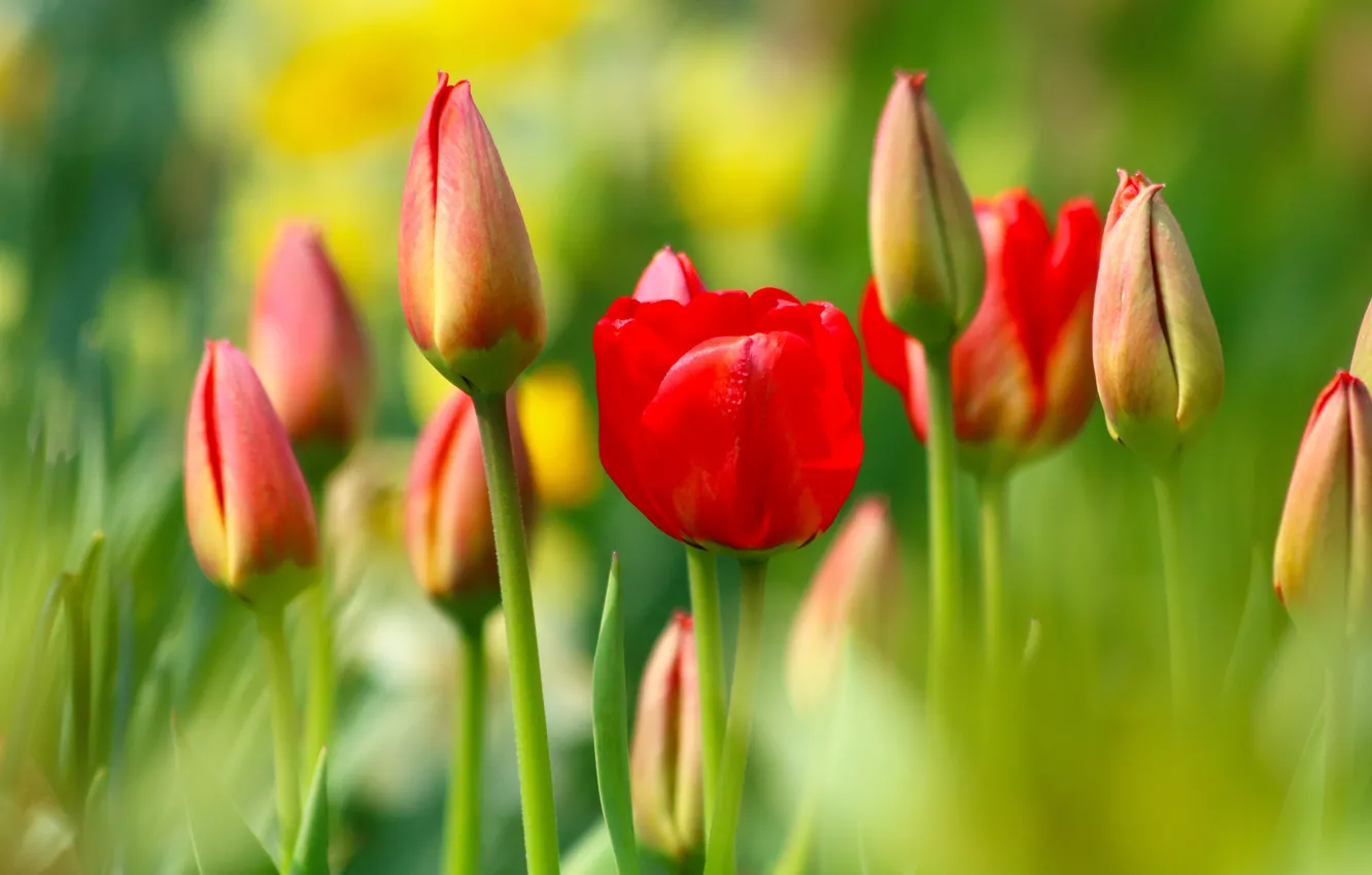 Фото обои цветы, тюльпаны, красные, бутоны, боке