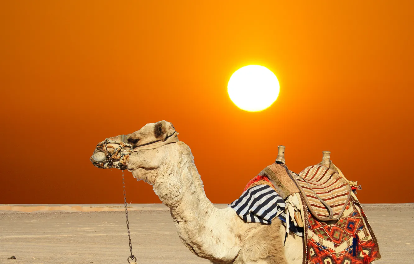 Фото обои песок, лето, солнце, пустыня, верблюд, жарко, зной